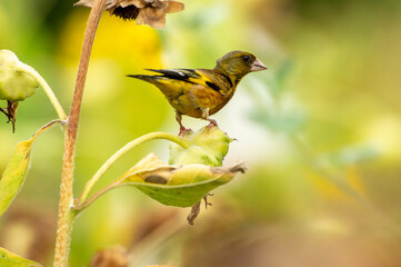 Grey-capped greenfinch of Sunflower Geography in Changsha Botanical Garden
Grey-capped greenfinch, also known as the yellow waist starling, is a small bird, belonging to the Passerine Starling family.