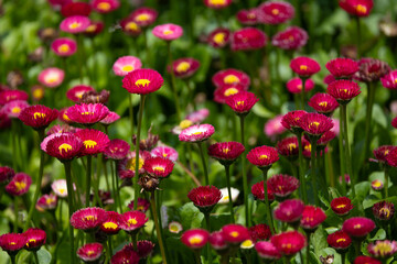 Pink color daisies with green stems and blurred background. (Bellis perennis)