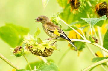 Grey-capped greenfinch of Sunflower Geography in Changsha Botanical Garden
Grey-capped greenfinch, also known as the yellow waist starling, is a small bird, belonging to the Passerine Starling family.