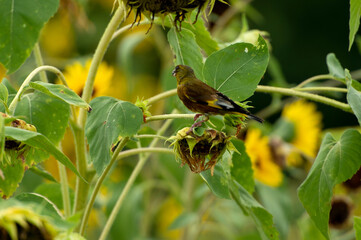Grey-capped greenfinch of Sunflower Geography in Changsha Botanical Garden
Grey-capped greenfinch, also known as the yellow waist starling, is a small bird, belonging to the Passerine Starling family.