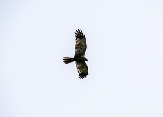 black kite on the hunt over the lake close-up