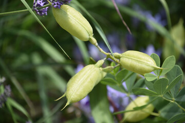 Trio of Buds on a Lily Plant in a Garden