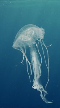 Vertical video, Mauve Stinger Jellyfish flashing bright light. Mauve Stinger, Night-lightx Jellyfish, Phosphorescent jelly or Purple people eater (Pelagia noctiluca) floating on blue water in sunrays