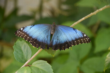 Obraz premium Vibrant Blue Butterfly With Wings Wide Open