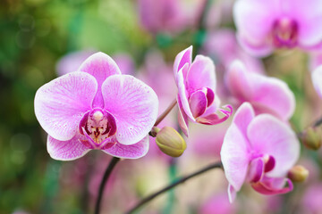 Close-up of pink orchid phalaenopsis. Bouquet of flowers orchids.