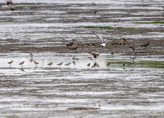 waders and lapwings hunting on the lake close-up on a sunny summer day