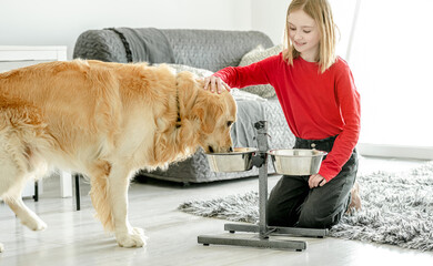 Beautiful young golden eating food at home, little girl palming pet