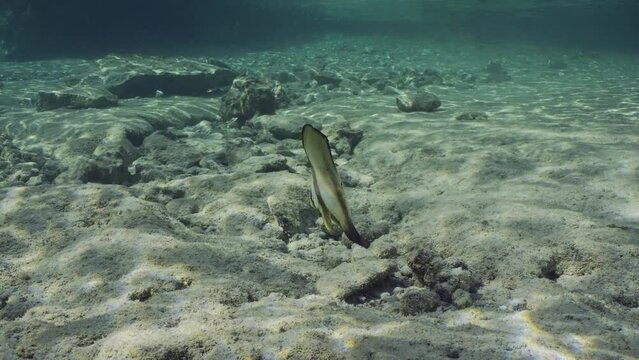 Juvenile Bat fish swims over seabed in sunrays, slow motion. Baby Batfish (Platax orbicularis) swimming over rocky bottom on bright sunny day in sunshine