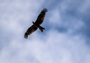 black kite on the hunt over the lake close-up