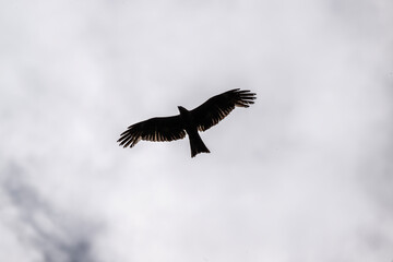 black kite on the hunt over the lake close-up