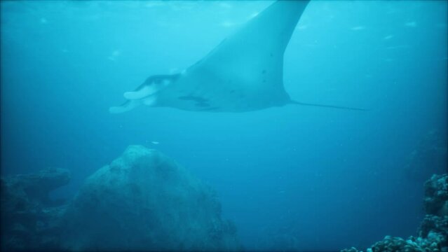 graceful manta ray soars above a colorful underwater world of coral and marine life
