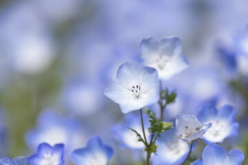 青色の可愛い花　ネモフィラ