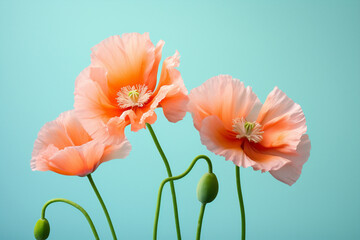 Obraz premium Flowers red poppy