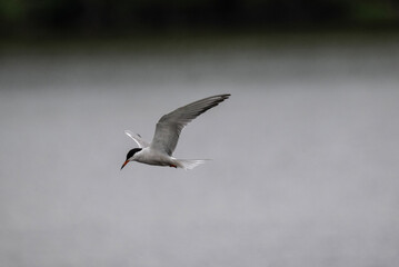 white tern on the hunt over the lake close-up