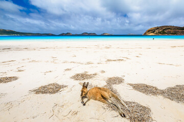 kangaroo lying on pristine and white sand of Lucky Bay in Cape Le Grand National Park, near Esperance in Western Australia. Lucky Bay is one of Australia's most well-known beaches known for kangaroos.