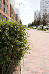 Brick path in the city with green bushes in the foreground.