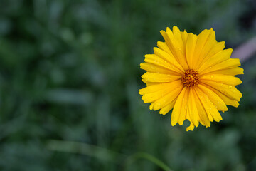 Delicate Yellow Calendula Flower with Raindrops