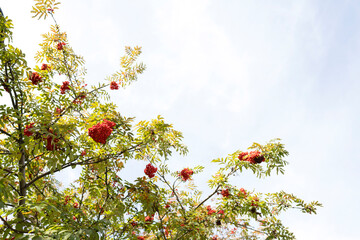 Red rowan berries on the branches of a tree against the sky