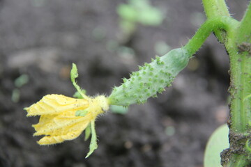 cucumber in the garden