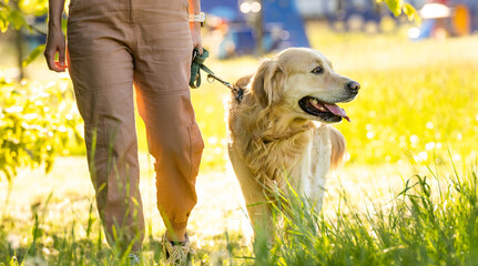 Golden retriever dog walking outdoors with owner