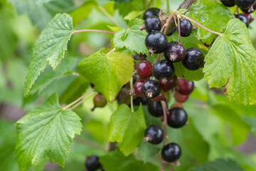 Bush of black currant with ripe bunches of berries and leaves on blurred natural green background.