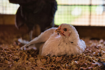 Chicken laying down in cage at the farm, mahe Seychelles