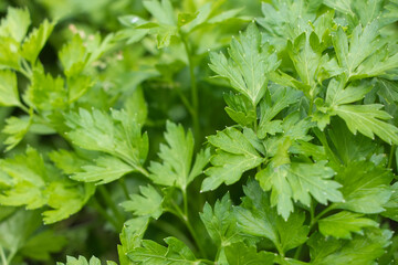 Parsley grows in the garden. It is grown outdoors in the garden area. Green background of parsley leaves