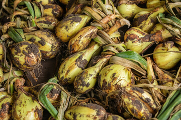 Fresh onion. Freshly dug bulbs. Onions after harvesting are braided fore dry