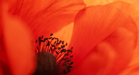 Red poppy flower close up - obrazy, fototapety, plakaty
