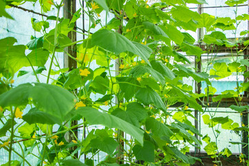 Young cucumber plant in green house, flower and fruit.