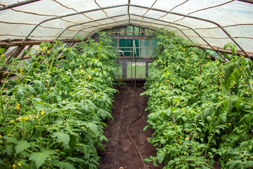 View of the greenhouse in which tomatoes grow.