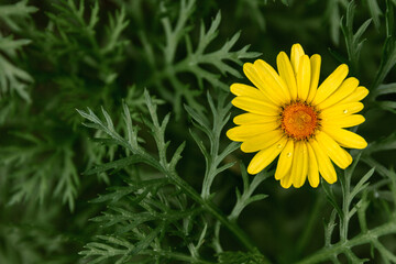 Radiant Yellow Calendula Flower with Glistening Raindrops on Lush Green Background