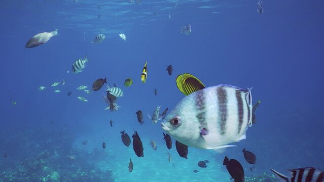 Curious colorful tropical fish swim behind camera and look into lens on bright sunny day, Slow motion. Tropical fish of different species swimming curiously towards camera on blue water in sunbeams