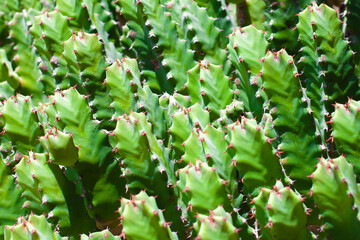 Resin spurge, Euphorbia resinifera, succulent, closeup