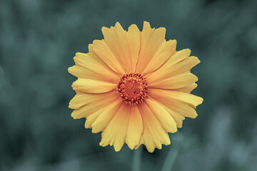 Subtle Beauty: Yellow Calendula Flower with Raindrops in Muted Dual Tones