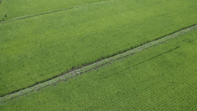 ドローン撮影：強風に煽られる夏の稲
