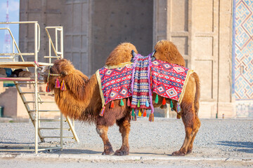 Bactrian camel on the background of historical places in Central Asia. Beautiful harnessed camel for riding tourists.