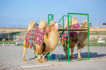 Bactrian camel on the background of historical places in Central Asia. Beautiful harnessed camel...