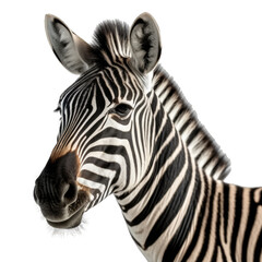 Zebra face shot isolated on transparent background cutout