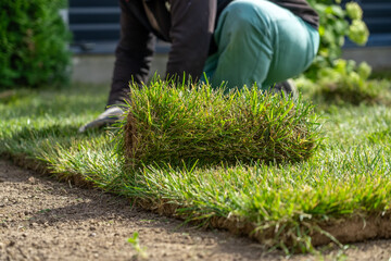 View of unrecognizable gardener fixing sod on field of backyard. Worker laying roll lawn in the...
