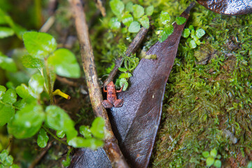 Morn blanc nature trail, Gardiner’s Seychelles frog is one of the world’s smallest frog species, hidden within the lush forest, Mahe Seychelles.