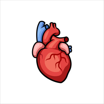 human heart vector isolated white background