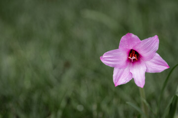 Elegant Dual-Tone Purple Copper Lily