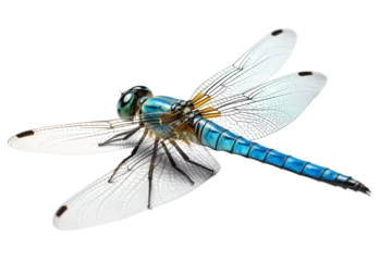 Foto op Plexiglas An Insect Dragonfly Bug Isolated on a Transparent Background. Generative AI © Haider