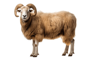 A Standing Arles Merino Sheep Ram with Transparent Background. Generative AI