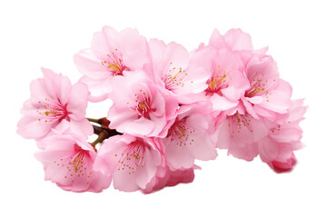 A Cherry Blossom Sakura Isolated on a Transparent Background. Generative AI