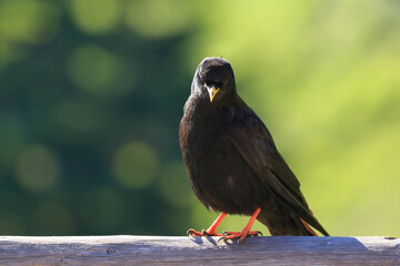 Alpine chough (Pyrrhocorax graculus), black mountain bird from Corvidae family
