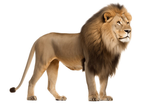 Isolated Full Body Size Lion King of the Jungle on Transparent Background. Generative AI © Haider