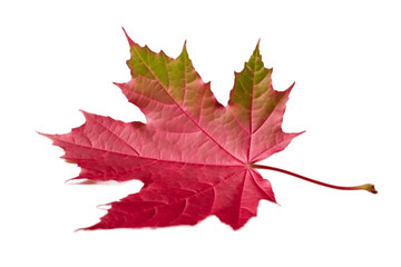Leaf Isolated Leaf with Leaves and Foliage on Transparent Background. Generative AI