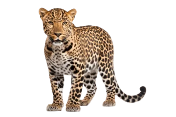 Möbelaufkleber Isolated Leopard on a Transparent Background. Generative AI © Haider